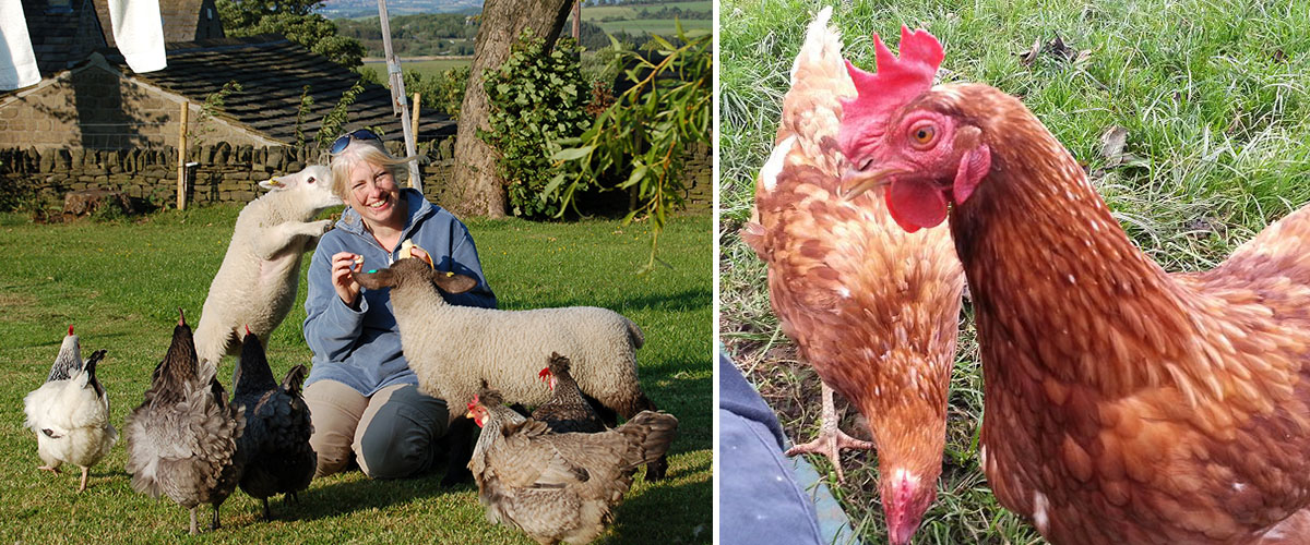A week in the life of a rescue hen