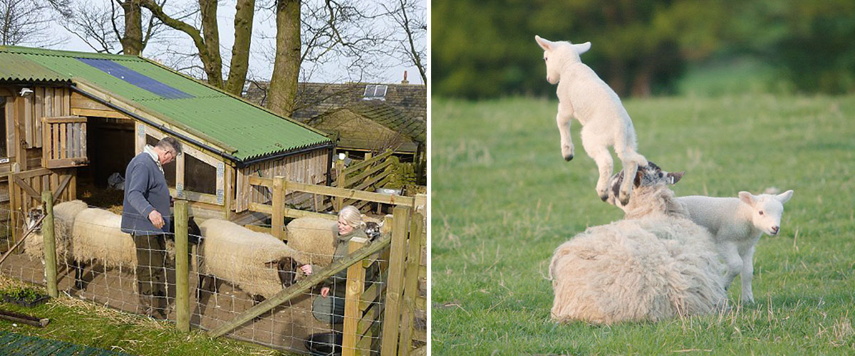 Sheep May Safely Graze