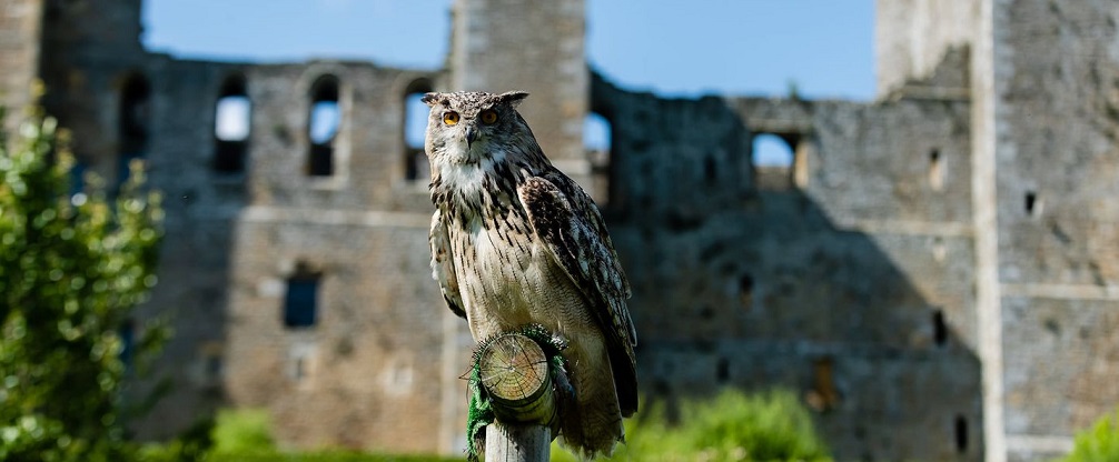 A Yorkshire castle with birds of prey, wild boar and beautiful gardens