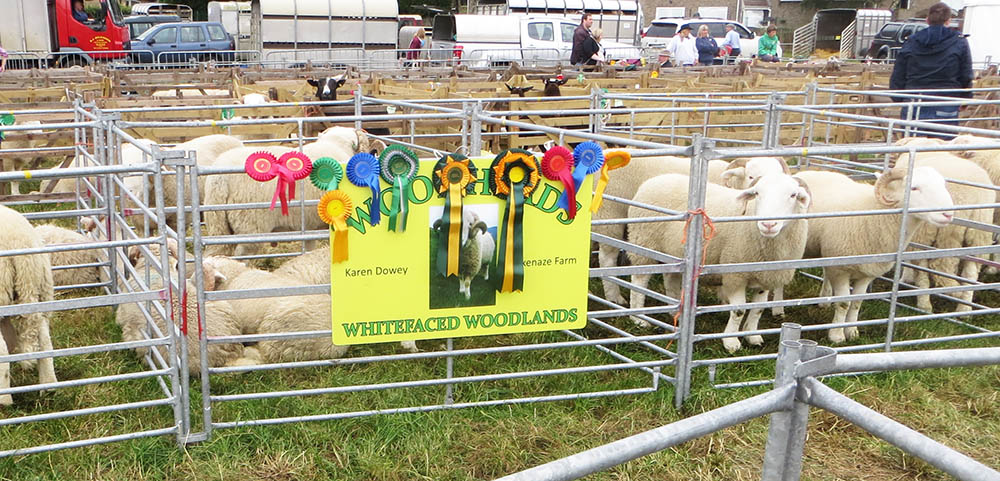 White-faced Woodland Sheep at Penistone show