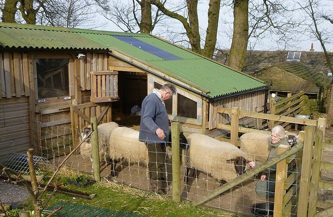 Sheep May Safely Graze?