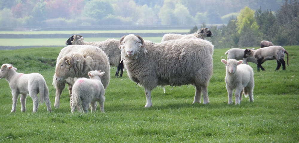 White-faced Woodland