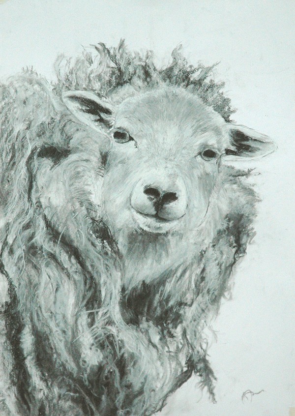 Amy Jones Yorkshire Animal Artist Curly