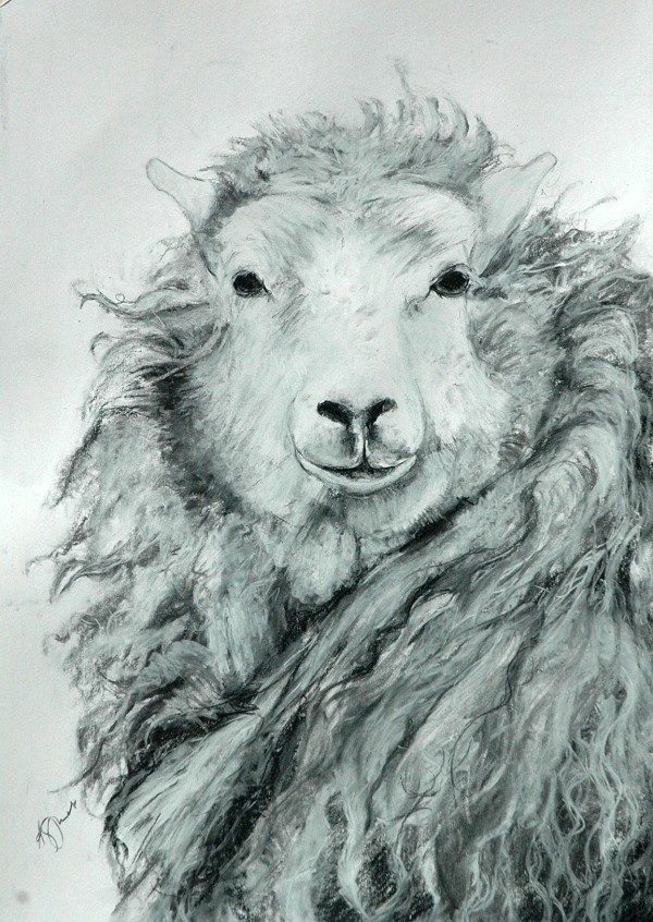 Amy Jones Yorkshire Animal Artist Woolly