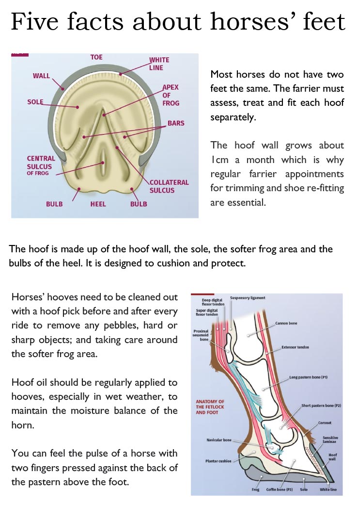 Penistone Show - Five facts about horses feet