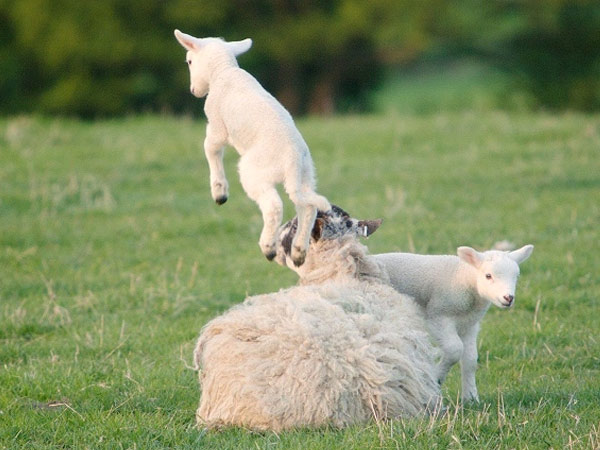 Sheep may safely graze? Sheep may safely graze?